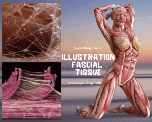 Illustration fascial tissue